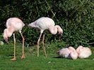 Lesser Flamingo (WWT Slimbridge 16/03/14) ©Nigel Key