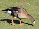 Lesser White-Fronted Goose (WWT Slimbridge March 2014) - pic by Nigel Key