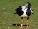 Magpie Goose (WWT Slimbridge 16/03/14) ©Nigel Key
