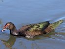 Muscovy Duck (WWT Slimbridge March 2014) - pic by Nigel Key
