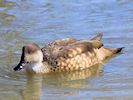 Patagonian Crested Duck (WWT Slimbridge March 2014) - pic by Nigel Key