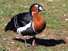 Red-Breasted Goose (WWT Slimbridge 16/03/14) ©Nigel Key