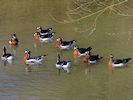 Red-Breasted Goose (WWT Slimbridge 16/03/14) ©Nigel Key
