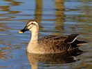 Spot-Billed Duck (WWT Slimbridge 16/03/14) ©Nigel Key
