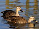 Spot-Billed Duck (WWT Slimbridge 16/03/14) ©Nigel Key