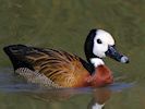 White-Faced Whistling Duck (WWT Slimbridge March 2014) - pic by Nigel Key