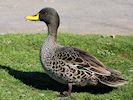 Yellow-Billed Duck (WWT Slimbridge 16/03/14) ©Nigel Key