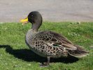 Yellow-Billed Duck (WWT Slimbridge March 2014) - pic by Nigel Key