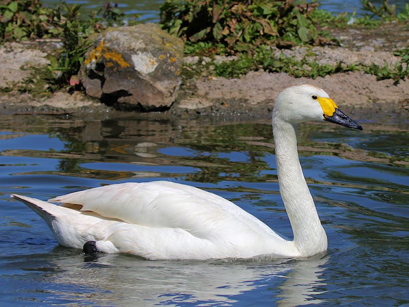 Bewick's Swan (WWT Slimbridge 17/05/14) ©Nigel Key