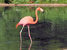 American Flamingo (WWT Slimbridge 17/05/14) ©Nigel Key