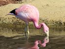 Andean Flamingo (WWT Slimbridge 17/05/14) ©Nigel Key
