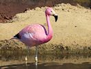 Andean Flamingo (WWT Slimbridge 17/05/14) ©Nigel Key