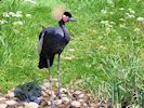 Black-Crowned Crane (WWT Slimbridge 17/05/14) ©Nigel Key
