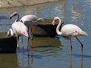 Greater Flamingo (WWT Slimbridge 17/05/14) ©Nigel Key