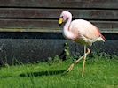 James's Flamingo (WWT Slimbridge 17/05/14) ©Nigel Key