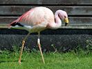 James's Flamingo (WWT Slimbridge 17/05/14) ©Nigel Key