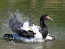 Magpie Goose (WWT Slimbridge May 2014) - pic by Nigel Key