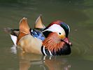 Mandarin Duck (WWT Slimbridge May 2014) - pic by Nigel Key