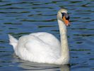 Mute Swan (WWT Slimbridge 17/05/14) ©Nigel Key