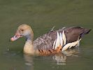 Plumed Whistling Duck (WWT Slimbridge May 2014) - pic by Nigel Key