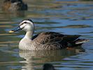 Spot-Billed Duck (WWT Slimbridge 17/05/14) ©Nigel Key
