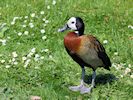White-Faced Whistling Duck (WWT Slimbridge May 2014) - pic by Nigel Key