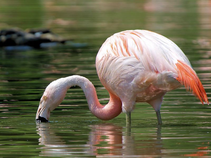 Chilean Flamingo (WWT Slimbridge 22/07/14) ©Nigel Key