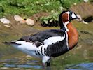Red-Breasted Goose (WWT Slimbridge July 2014) - pic by Nigel Key