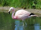 Andean Flamingo (WWT Slimbridge 22/07/14) ©Nigel Key