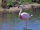 Andean Flamingo (WWT Slimbridge 22/07/14) ©Nigel Key