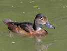 Ring-Necked Duck (WWT Slimbridge July 2014) - pic by Nigel Key