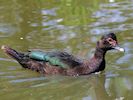 Muscovy Duck (WWT Slimbridge 22/07/14) ©Nigel Key