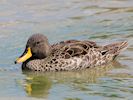 Yellow-Billed Duck (WWT Slimbridge 22/07/14) ©Nigel Key