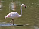 Greater flamingo (WWT Slimbridge 22/07/14) ©Nigel Key