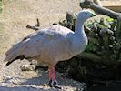 Barren Goose (WWT Slimbridge 22/07/14) ©Nigel Key