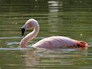 Chilean Flamingo (WWT Slimbridge 22/07/14) ©Nigel Key