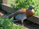 Ashy-Headed Goose (WWT Slimbridge 22/07/14) ©Nigel Key