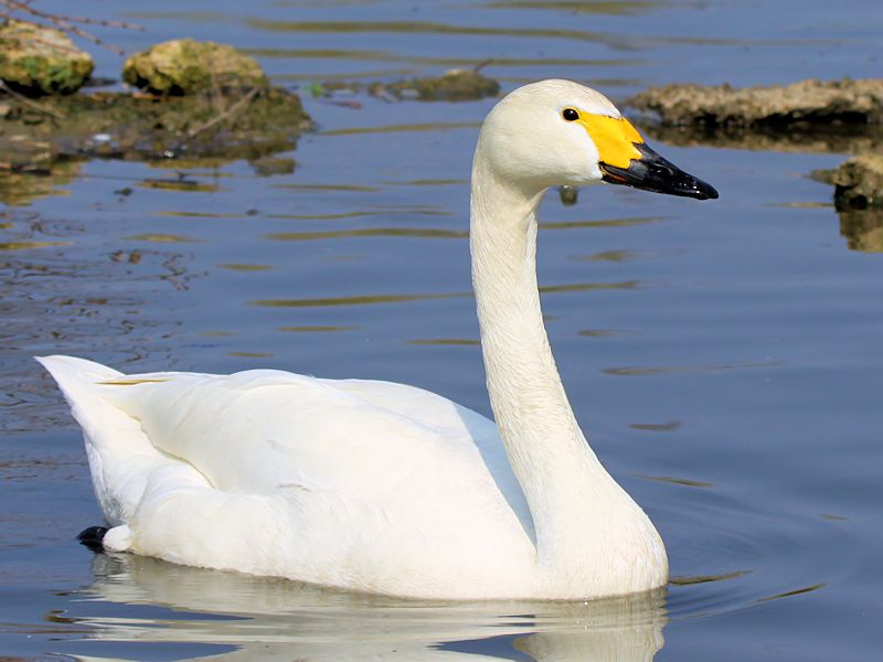 Bewick's Swan (WWT Slimbridge 09/04/15) ©Nigel Key