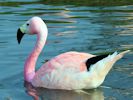 Andean Flamingo (WWT Slimbridge April 2015) - pic by Nigel Key