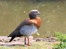 Ashy-Headed Goose (WWT Slimbridge 09/04/15) ©Nigel Key