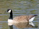 Canada Goose (WWT Slimbridge 09/04/15) ©Nigel Key