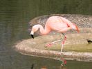 Chilean Flamingo (WWT Slimbridge 09/04/15) ©Nigel Key