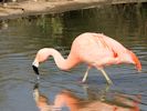 Chilean Flamingo (WWT Slimbridge 09/04/15) ©Nigel Key