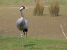 Eurasian Crane (WWT Slimbridge 09/04/15) ©Nigel Key