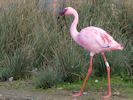 Lesser Flamingo (WWT Slimbridge 09/04/15) ©Nigel Key