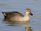 Spot-Billed Duck (WWT Slimbridge 09/04/15) ©Nigel Key