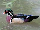 African Comb Duck (WWT Slimbridge 23/05/15) ©Nigel Key