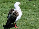 Andean Goose (WWT Slimbridge 23/05/15) ©Nigel Key