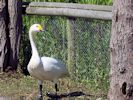 Bewick's Swan (WWT Slimbridge 23/05/15) ©Nigel Key