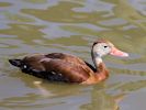 Black-Bellied Whistling Duck (WWT Slimbridge 23/05/15) ©Nigel Key